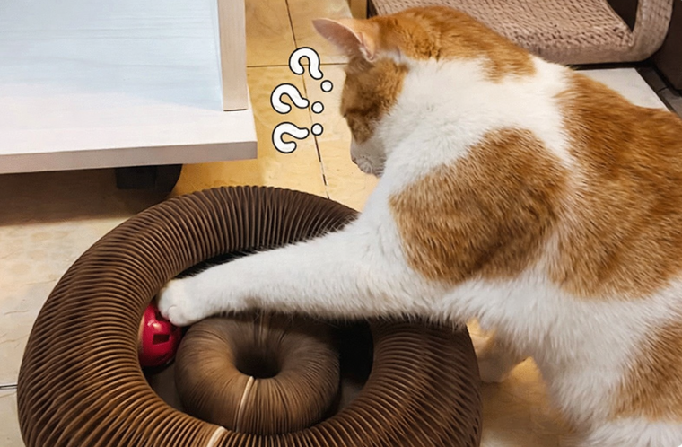 Cat interacting with a cardboard cat toy on a wooden floor.