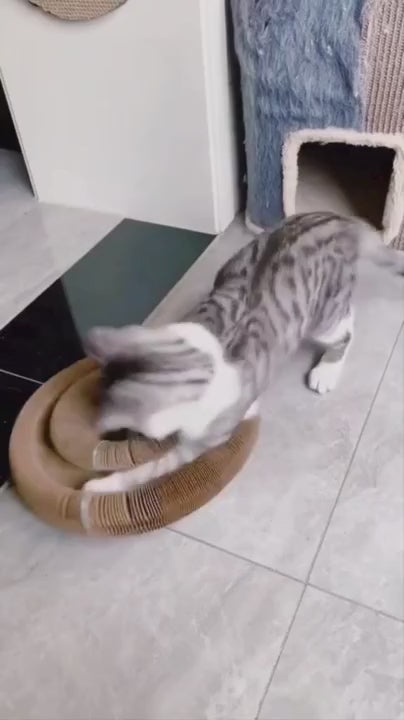 The Cat Awakening Toy